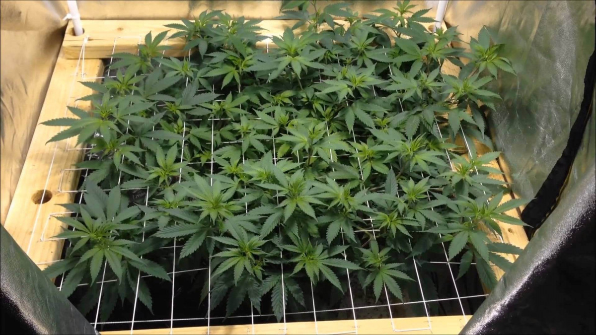 Метод ScrOG 