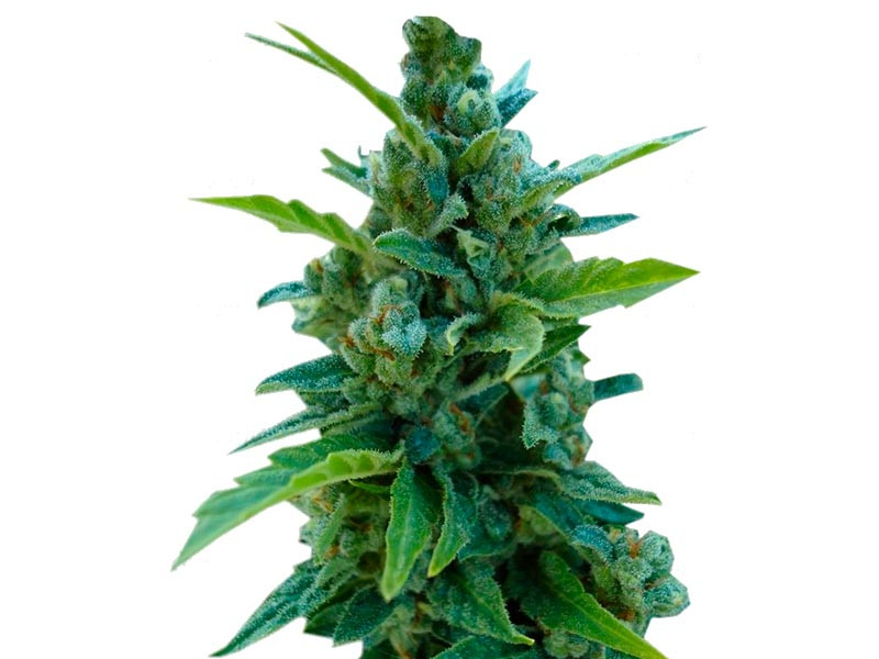 Automaria II fem (Paradise Seeds)