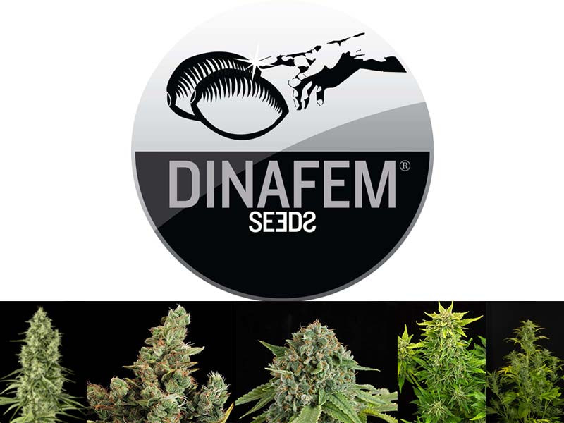 Dinafem Seeds