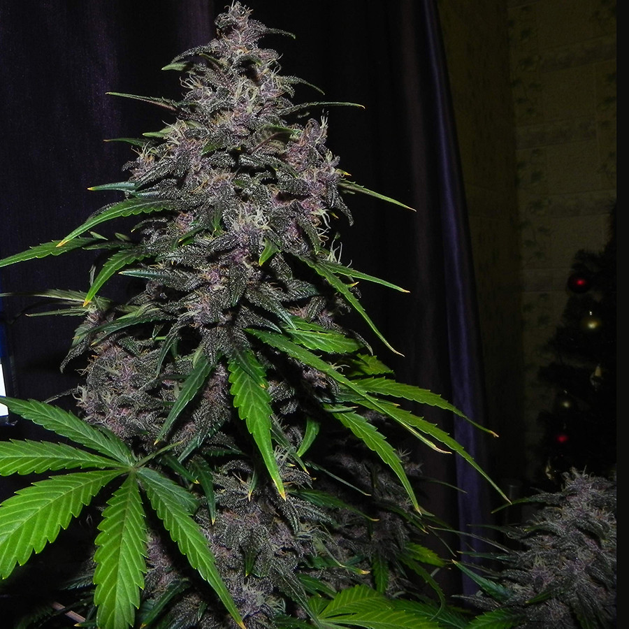 LSD-25 feminized