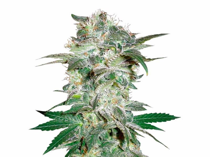 Mazar Kush fem