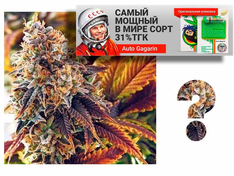 Сорт конопли Auto Gagarin fem